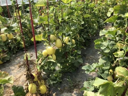 安徽界首 吃瓜,吃瓜群众的欢乐盛宴