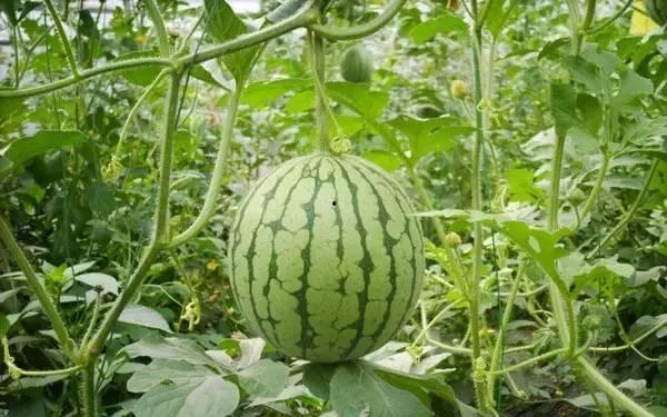 夏天吃瓜好去处,瓜果飘香，清凉一夏