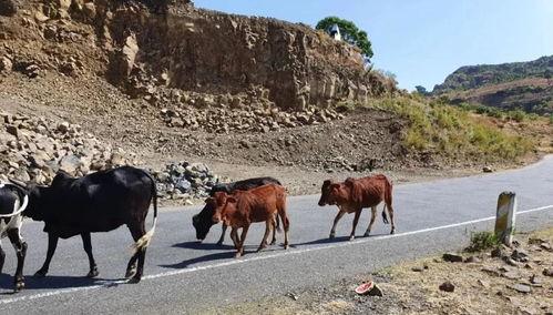 苏丹吃瓜,揭秘非洲大陆的美食传奇