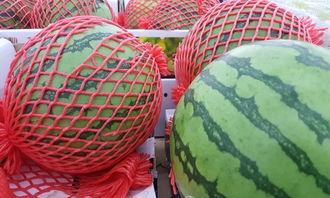 吃瓜测防晒,吃瓜也能测防晒？揭秘夏日防晒新潮流