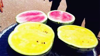 泊头吃瓜爆料,揭秘背后惊人真相