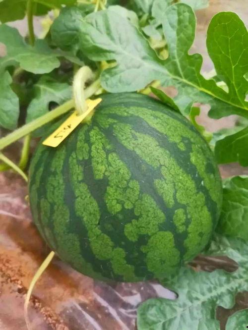 江津万达吃瓜,吃瓜群众见证的美食盛宴