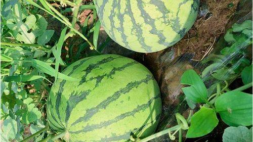 江津万达吃瓜,吃瓜群众见证的美食盛宴