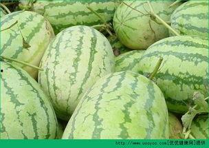 早上可以吃犁瓜吗