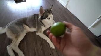 吃瓜柠檬狗,揭秘娱乐圈的酸甜苦辣