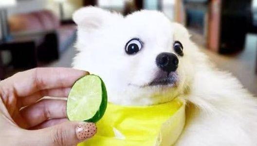 吃瓜柠檬狗,揭秘娱乐圈的酸甜苦辣