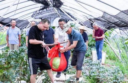 杭州富阳吃瓜,探寻杭州瓜果美食之旅