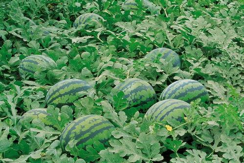 农村最火视频吃蓝瓜叶