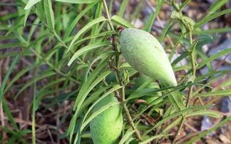 小时候吃的瓜视频,那些年我们一起吃过的瓜